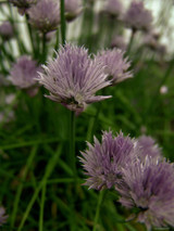 Chives (Allium schoenoprasum)