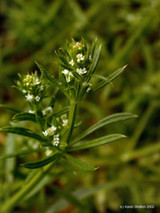 Cleavers (Galium aparine)