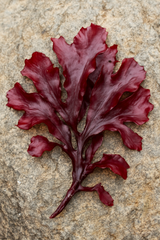 Dulse (Palmaria palmata)