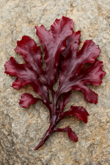 Dulse (Palmaria palmata)