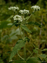 Boneset (Eupatorium perfoliatum)