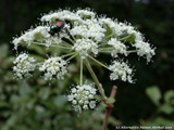 Angelica (Angelica archangelica syn officinalis)