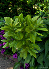 Bayberry (Myrica cerifera syn Morella cerifera)