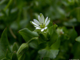 Chickweed (Stellaria media)