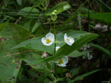 Arrowroot (Maranta arundinacea)