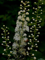Black Cohosh (C. racemosa s. Actaea racemonsa)