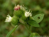 Burdock (Arctium lappa)