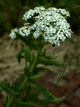Yarrow (Achillea millefolium)