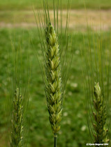 Barley (Hordeum vulgare)