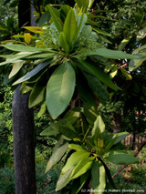 Cinnamon and Cassia