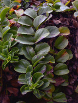 Codonopsis (Codonopsis pilosula syn silvestris)