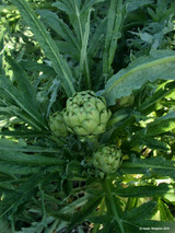 Artichoke (Cynara scolymus)