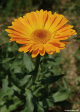 Calendula (Calendula officinalis)