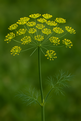 Dill (Anethum graveolens)