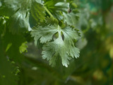Coriander (Coriandrum sativum)