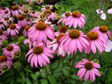 Echinacea Purpurea (Echinacea purpurea)