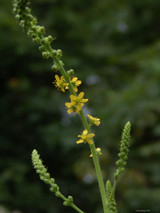 Agrimony (Agrimonia eupatoria)