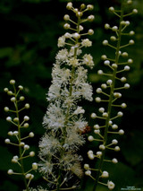 Black Cohosh (C. racemosa s. Actaea racemonsa)