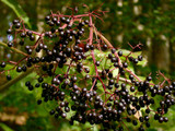 Elder (Sambucus nigra)