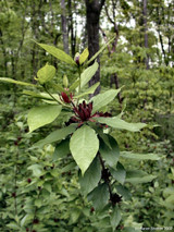 Allspice (Pimenta dioica syn officinalis)