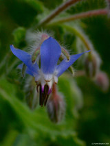 Borage (Borago officinalis)