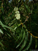 Eucalyptus (Eucalyptus globulus)
