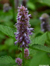 Anise (Pimpinella anisum syn vulgare)