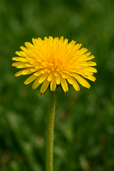 Dandelion (Taraxacum officinale)