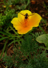 California Poppy (Eschscholzia californica)