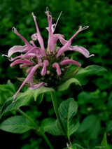 Bergamot Wild (Bee Balm) (Monarda fistulosa)