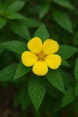 Damiana (Turnera diffusa)
