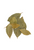 Bay Leaf Whole ~ Bottled Spice ~ Organic ~ 4g