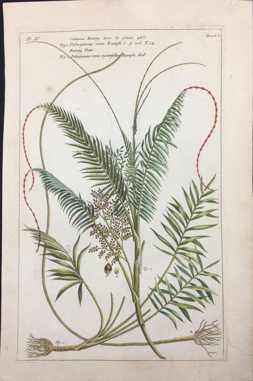 Calamus Rotang Pl.IV Decad 6 Calamus Rotang Pl.IV Decad 6