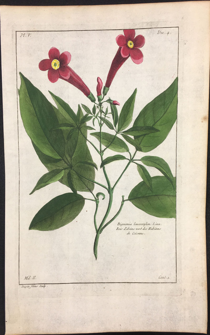 Bignonia leucoxylon Pl.V Decad 4