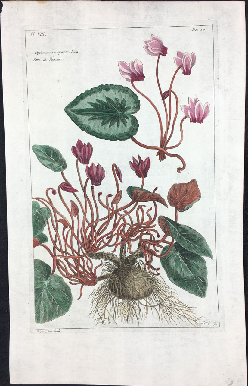 Cyclamen curopaeum Pl.VIII Decad 10