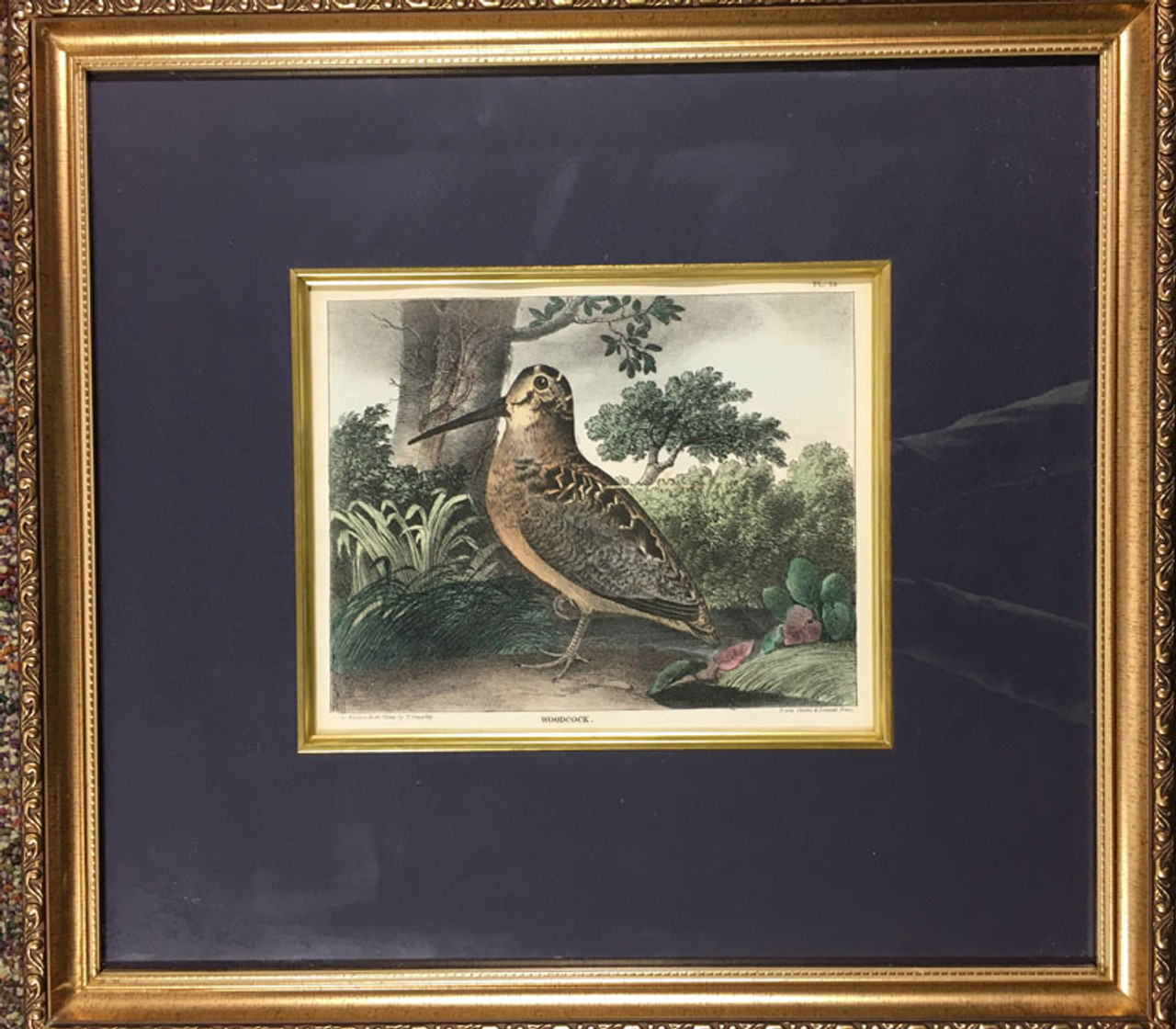 Woodcock from Cabinet of Natural HistorySports