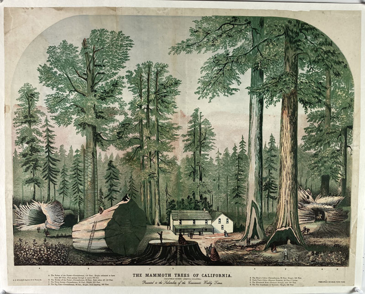 The Mammoth Trees of Calaveras Country, California