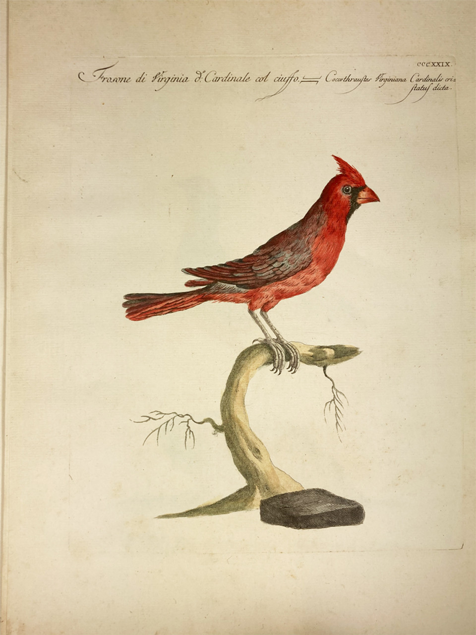Cardinal by Saverio Manetti 1767-1776 Italy original watercolor copper plate engraving on rag paper antique print