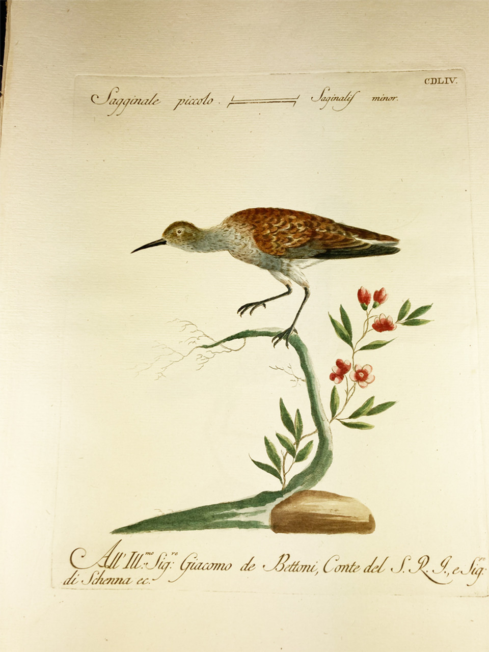 Plover by Saverio Manetti 1767-1776 Italy original watercolor copper plate engraving on rag paper antique print