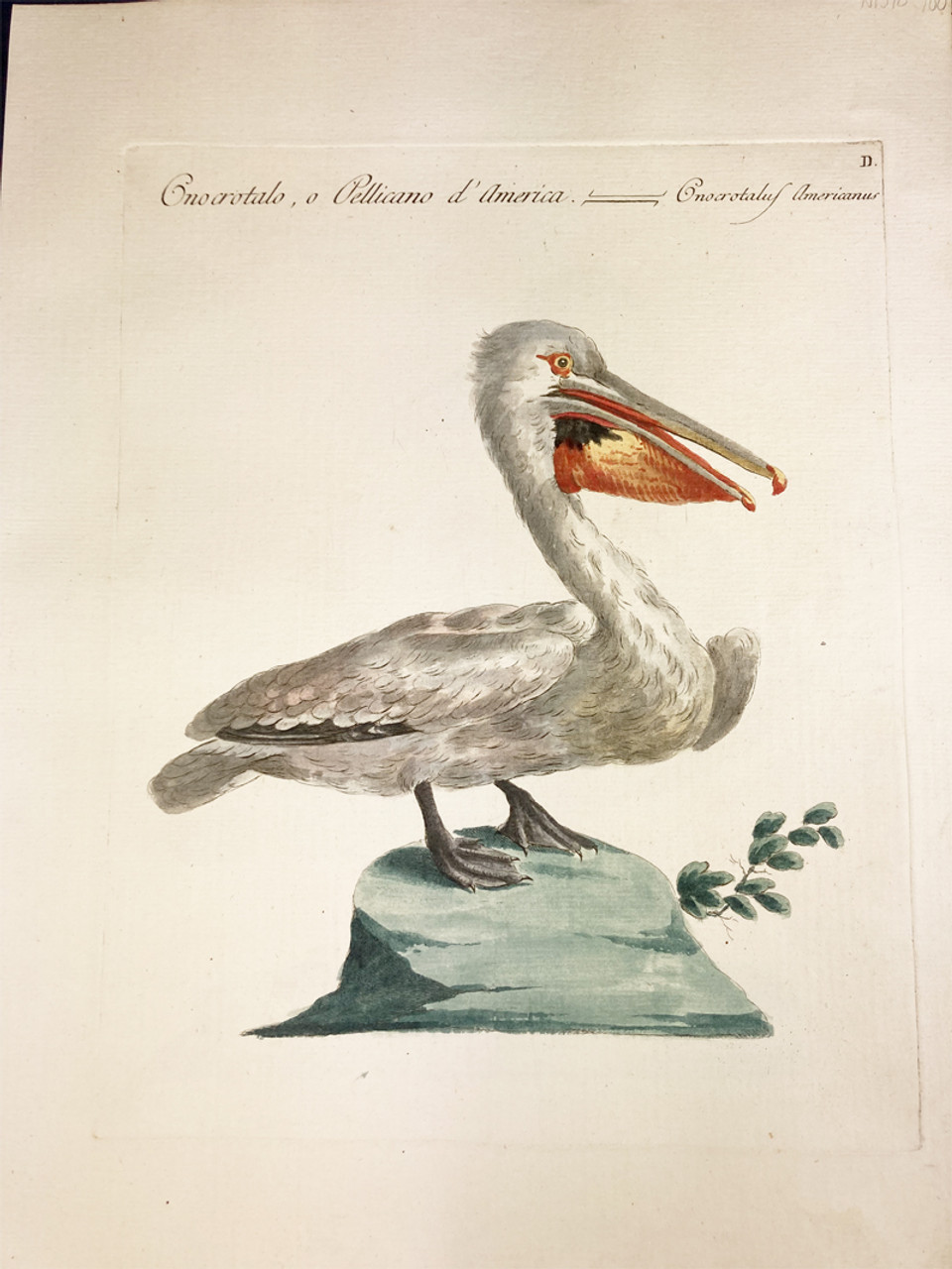 Pelican by Saverio Manetti 1767-1776 Italy original watercolor copper plate engraving on rag paper antique print