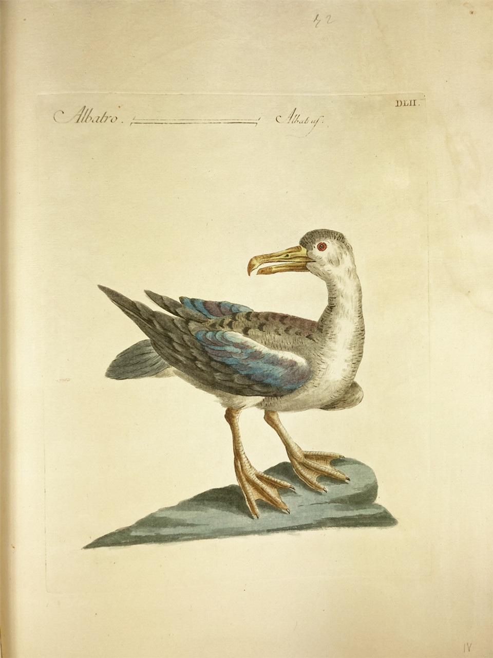 Albatross by Saverio Manetti 1767-1776 Italy original watercolor copper plate engraving on rag paper antique print