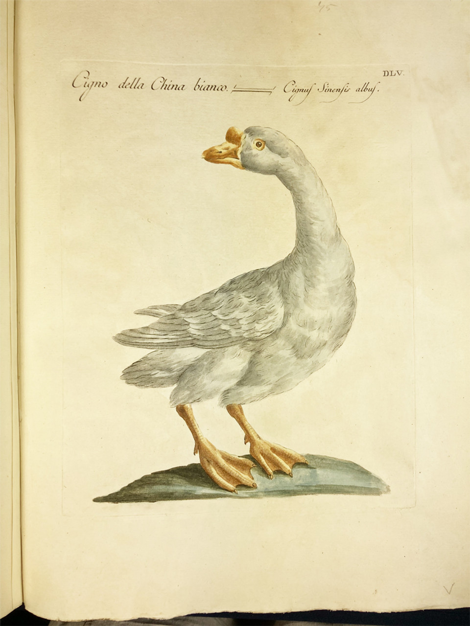 Goose by Saverio Manetti 1767-1776 Italy original watercolor copper plate engraving on rag paper antique print