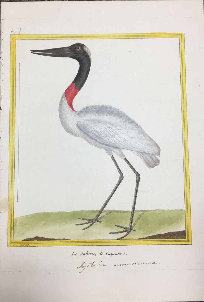 Stork - 1780s