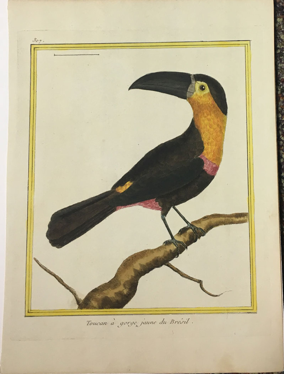 Brazilian Toucan