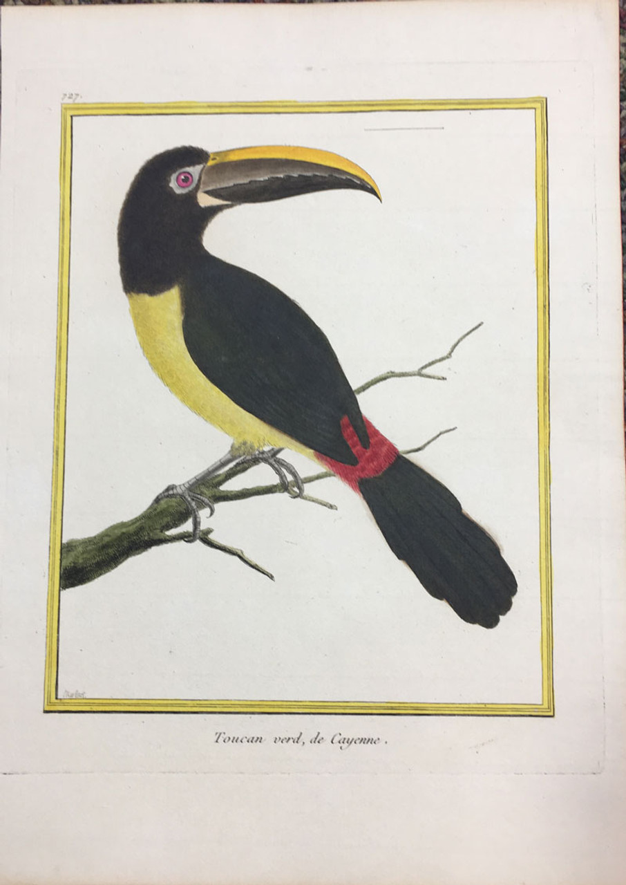 Toucan - 1780s