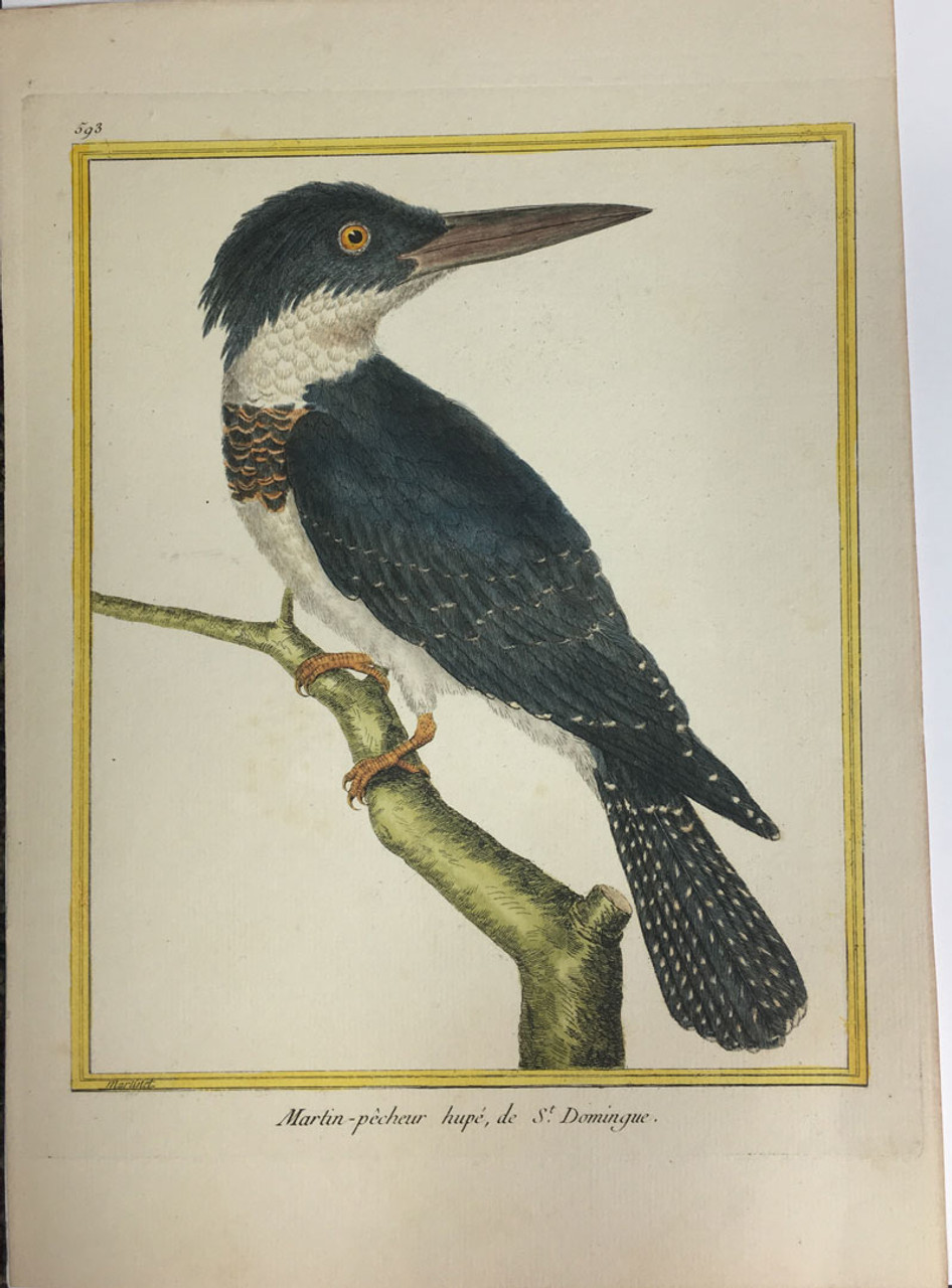 Kingfisher (Haiti)