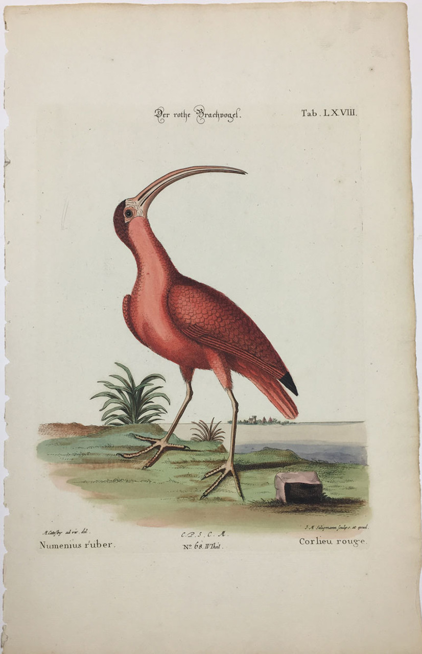 Red Curlew/Plate LXVIII