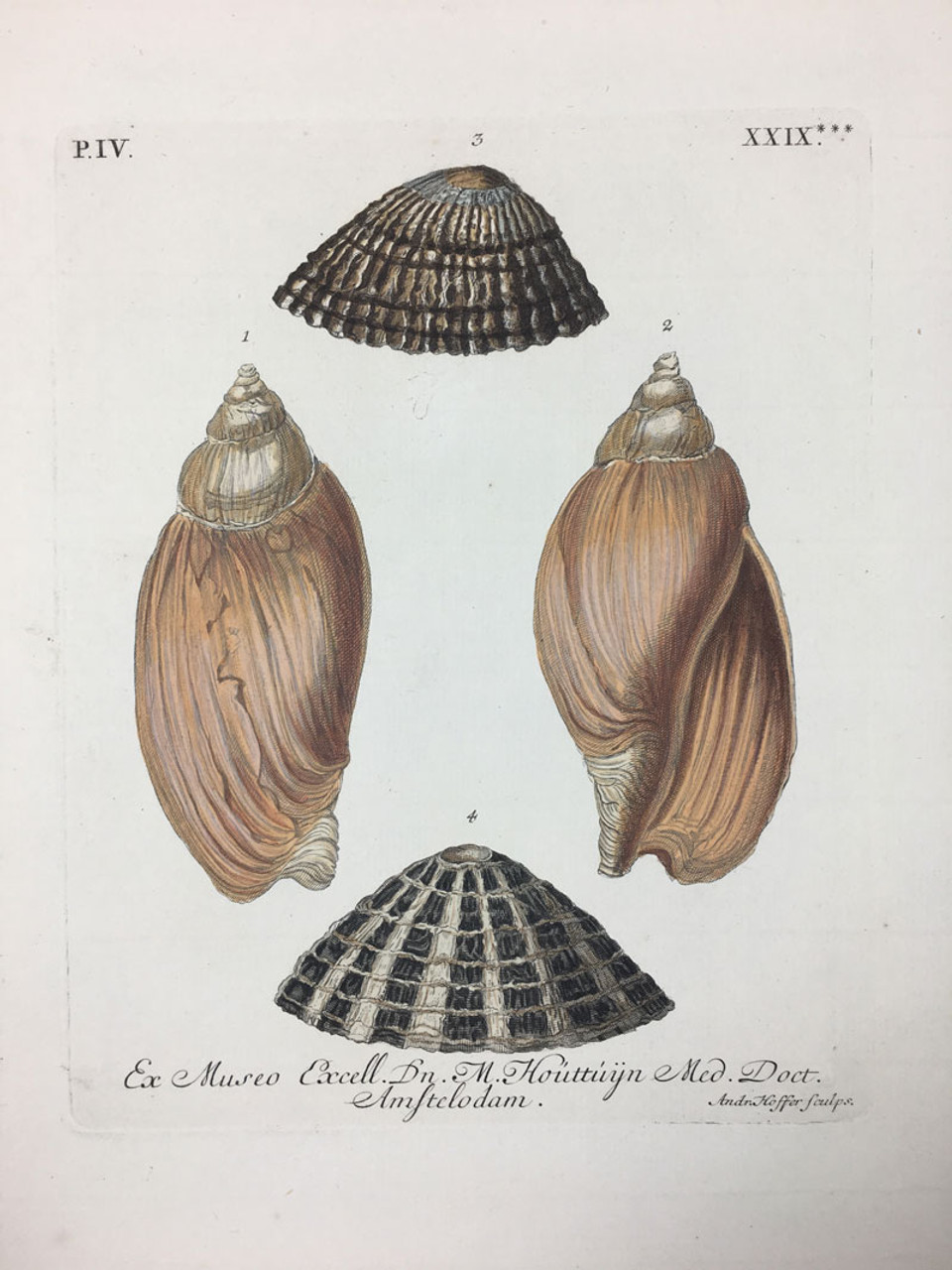 G.W. Knorr P.IV.XXIX