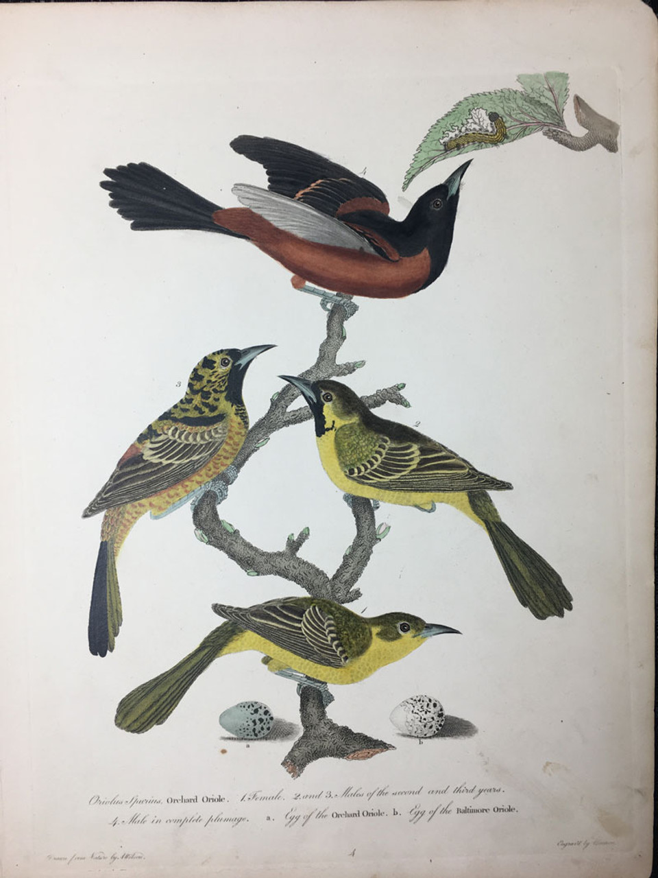 Plate 4: Orchard Oriole