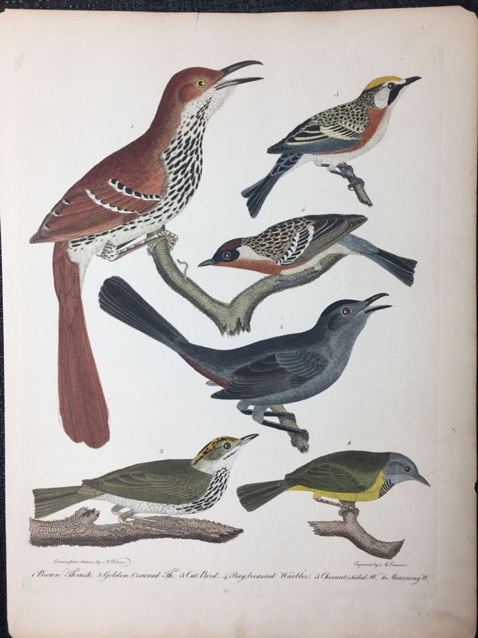 Plate 14: Brown Thrush, Cat Bird et al